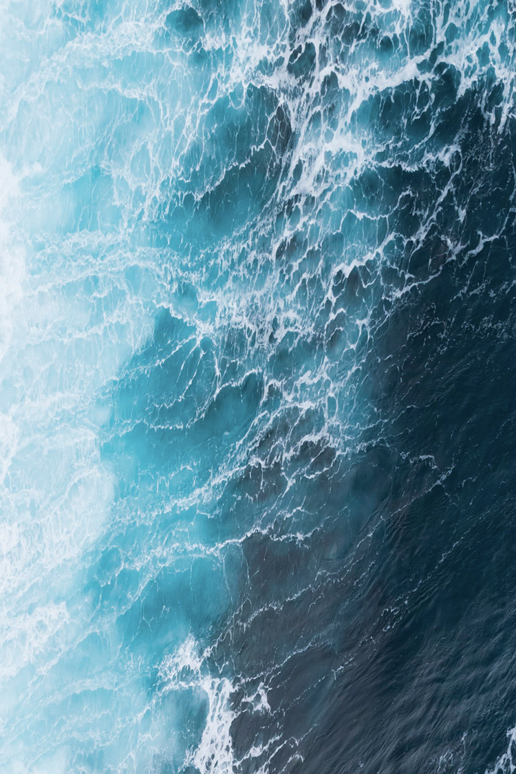 オオミズナギドリの画像