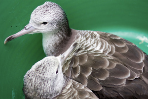 オオミズナギドリの色