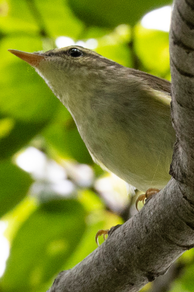 オオムシクイの画像
