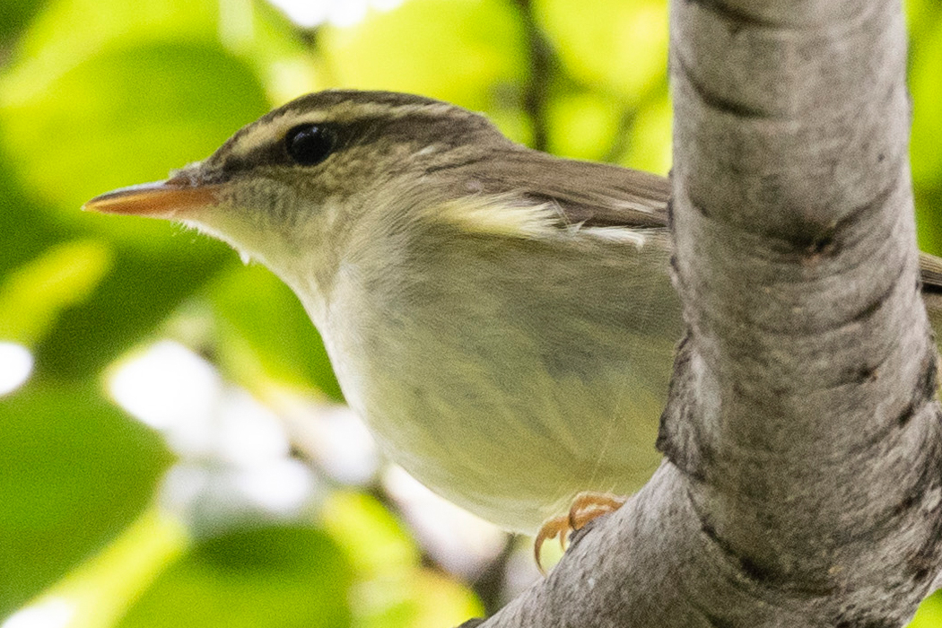 オオムシクイのページ