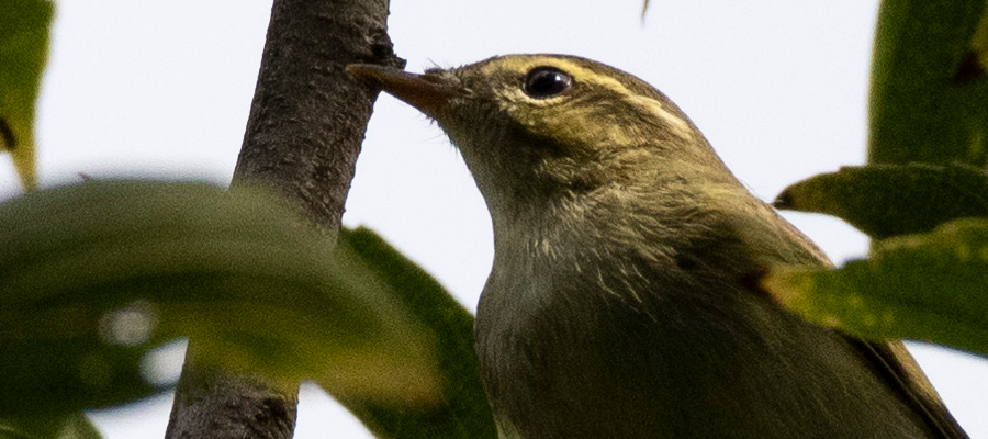 オオムシクイの写真