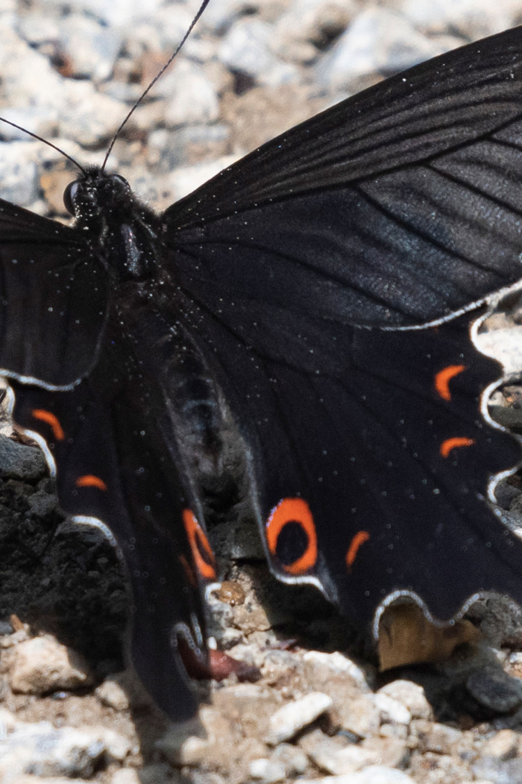 オナガアゲハの画像