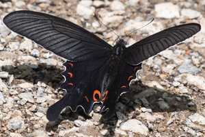 オナガアゲハの色