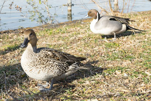 オナガガモの色