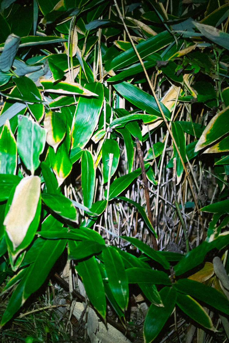 オオナミザトウムシの画像