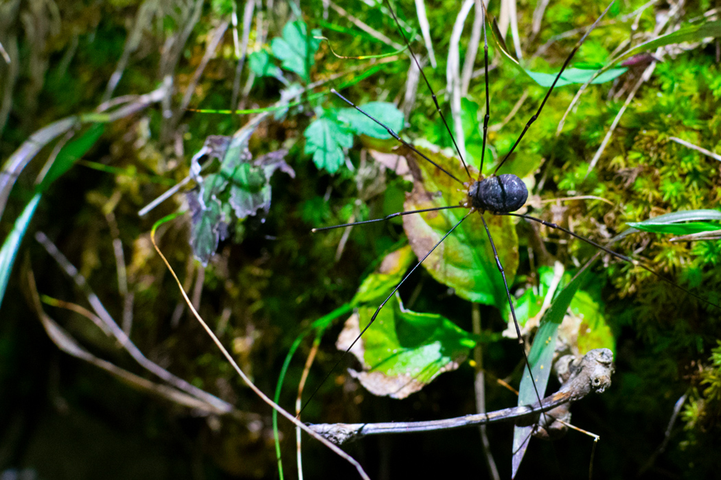 オオナミザトウムシのページ
