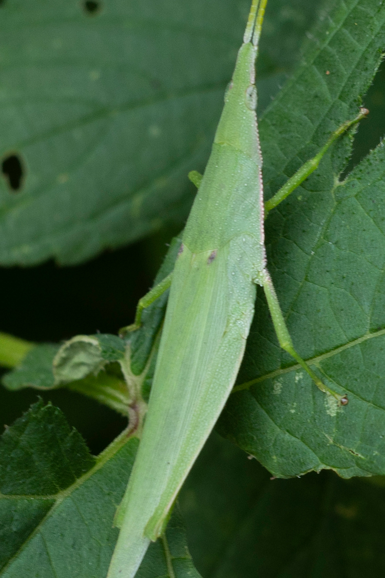 オンブバッタの画像