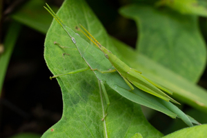 オンブバッタの色