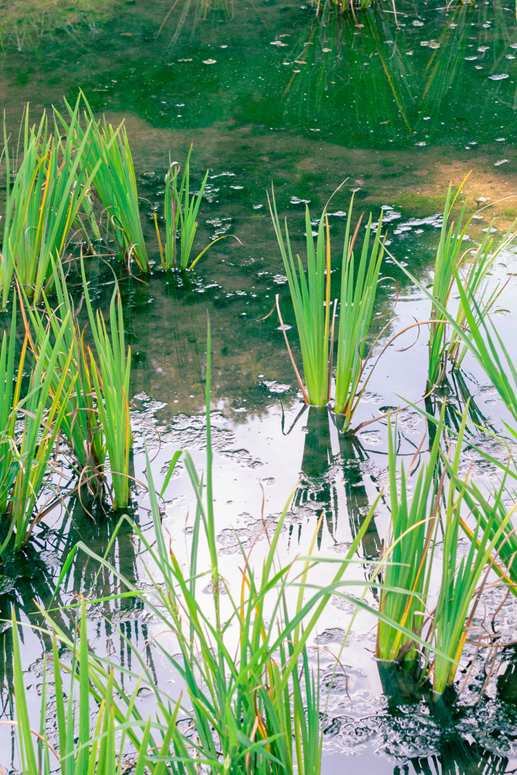 オニヤンマの画像