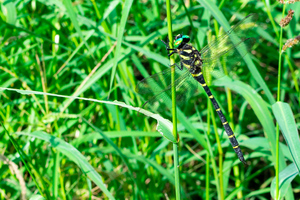 オニヤンマの色