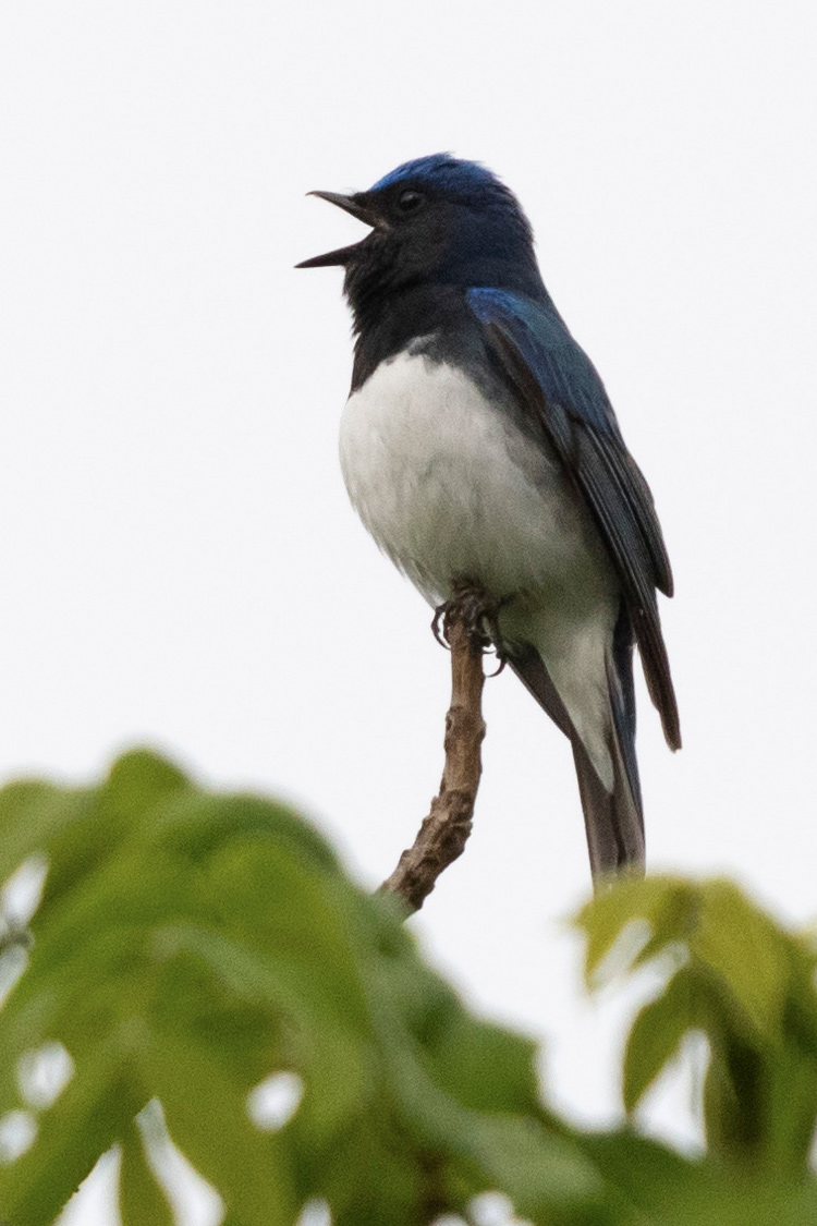 オオルリの画像