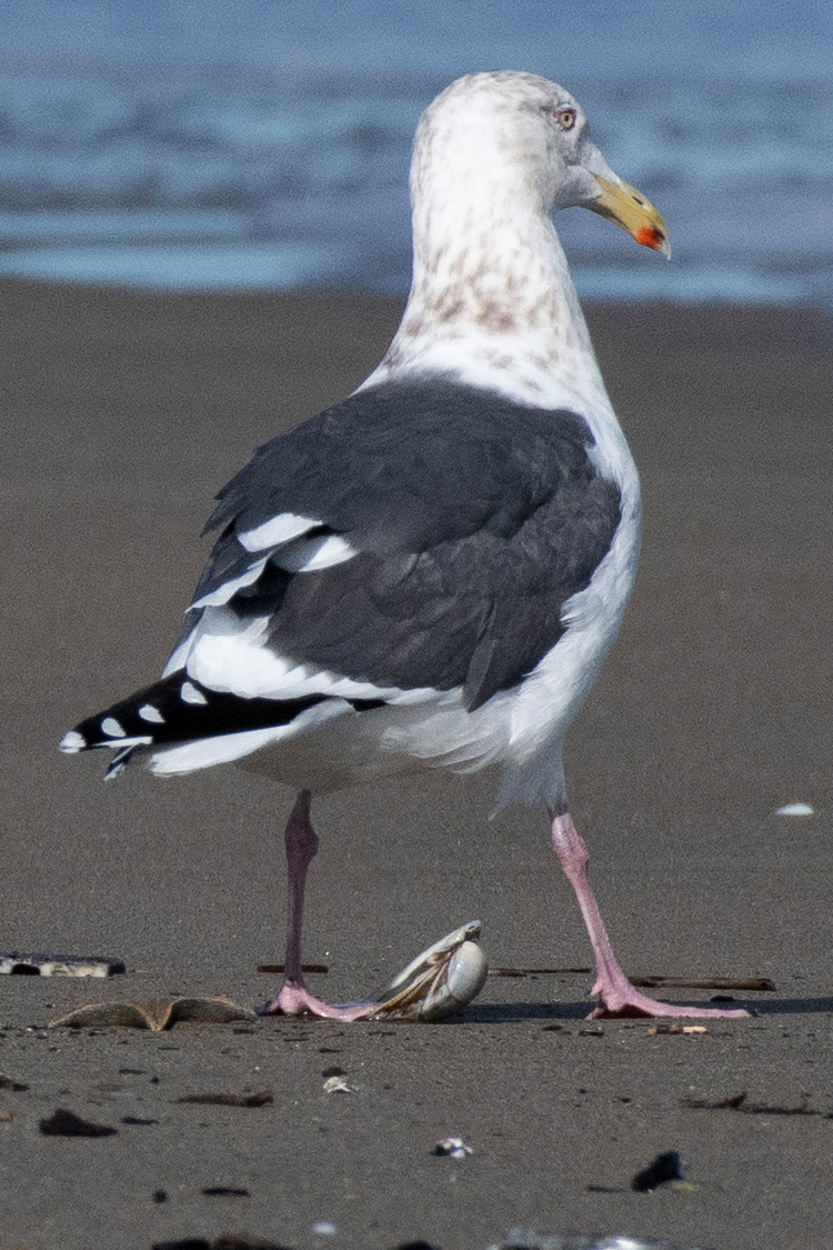 オオセグロカモメの画像