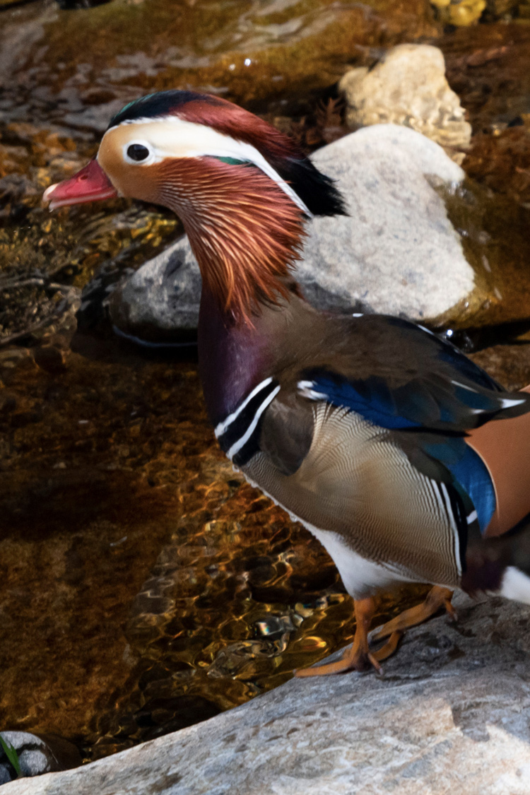 オシドリの画像