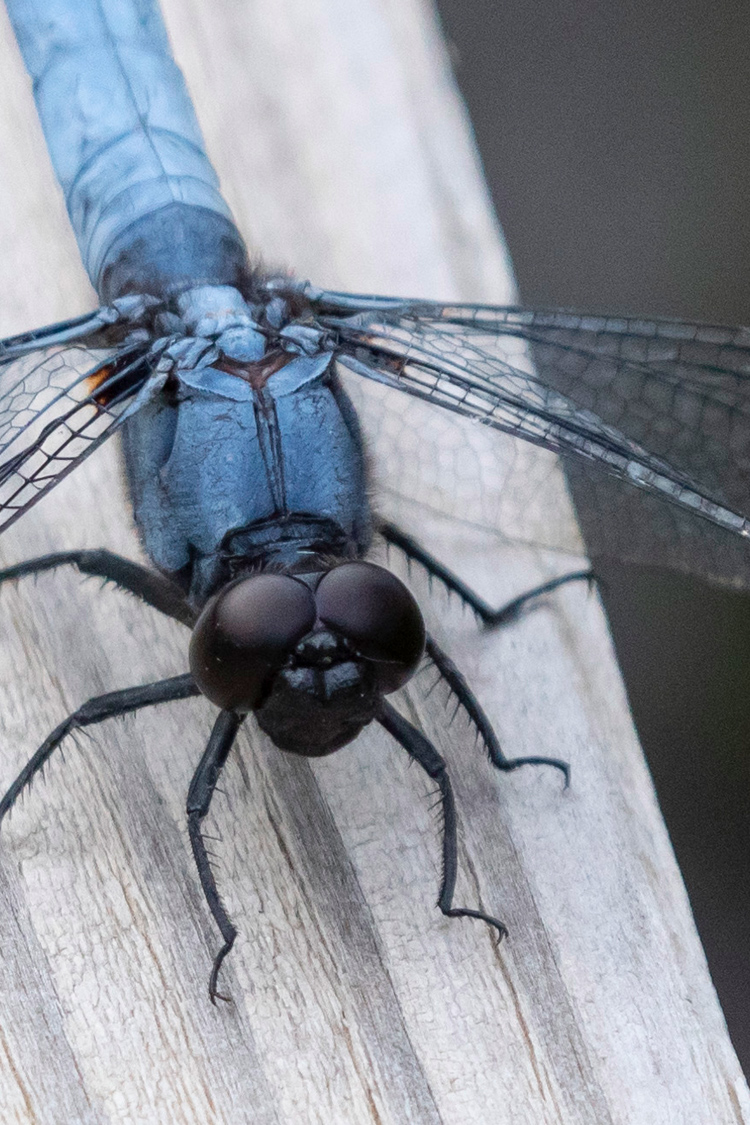 オオシオカラトンボの画像