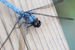 オオシオカラトンボの色