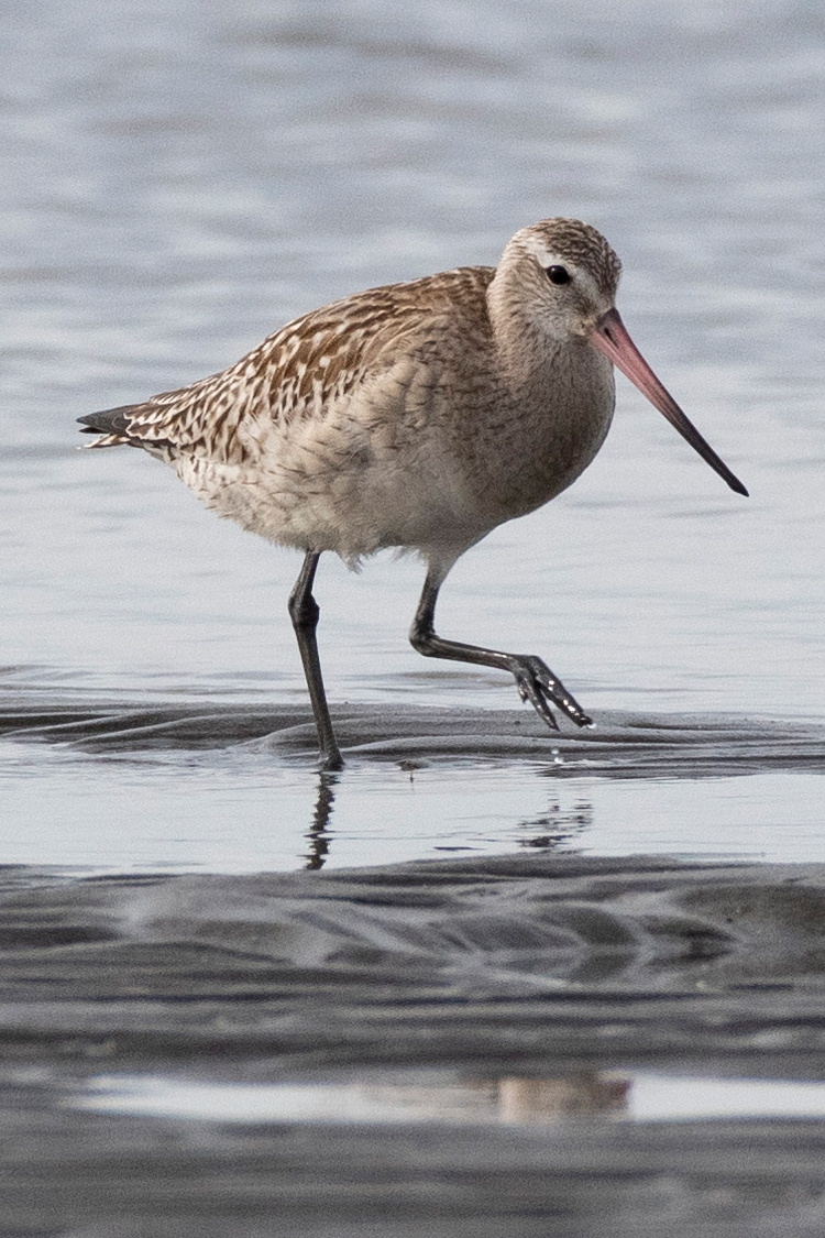オオソリハシシギの画像