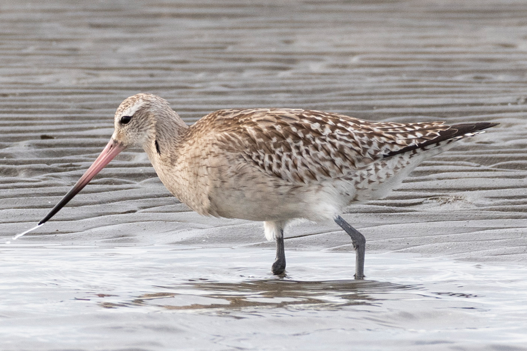 オオソリハシシギのページ