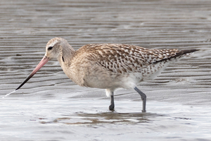 オオソリハシシギの色