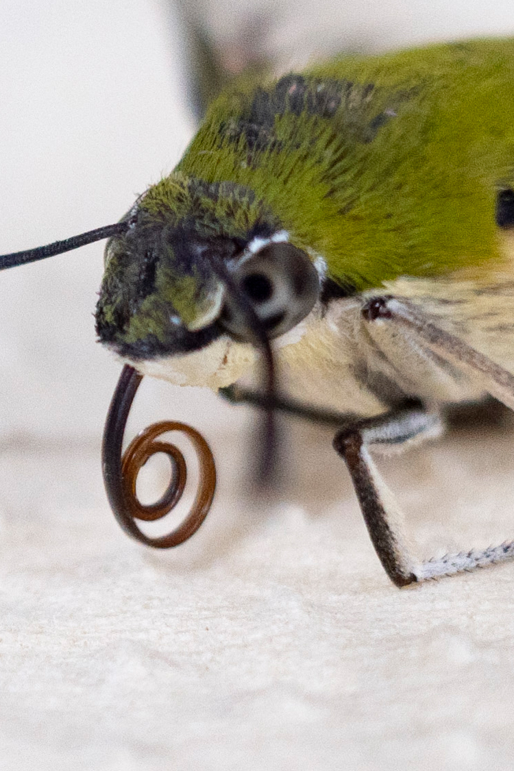 オオスカシバの画像