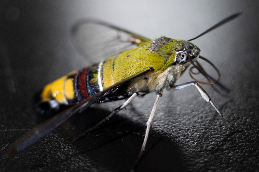 オオスカシバのページ