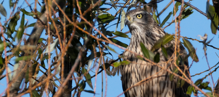 オオタカの写真