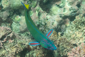 オトメベラの色