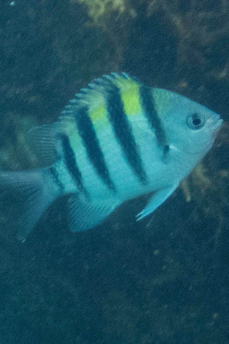 オヤビッチャの画像