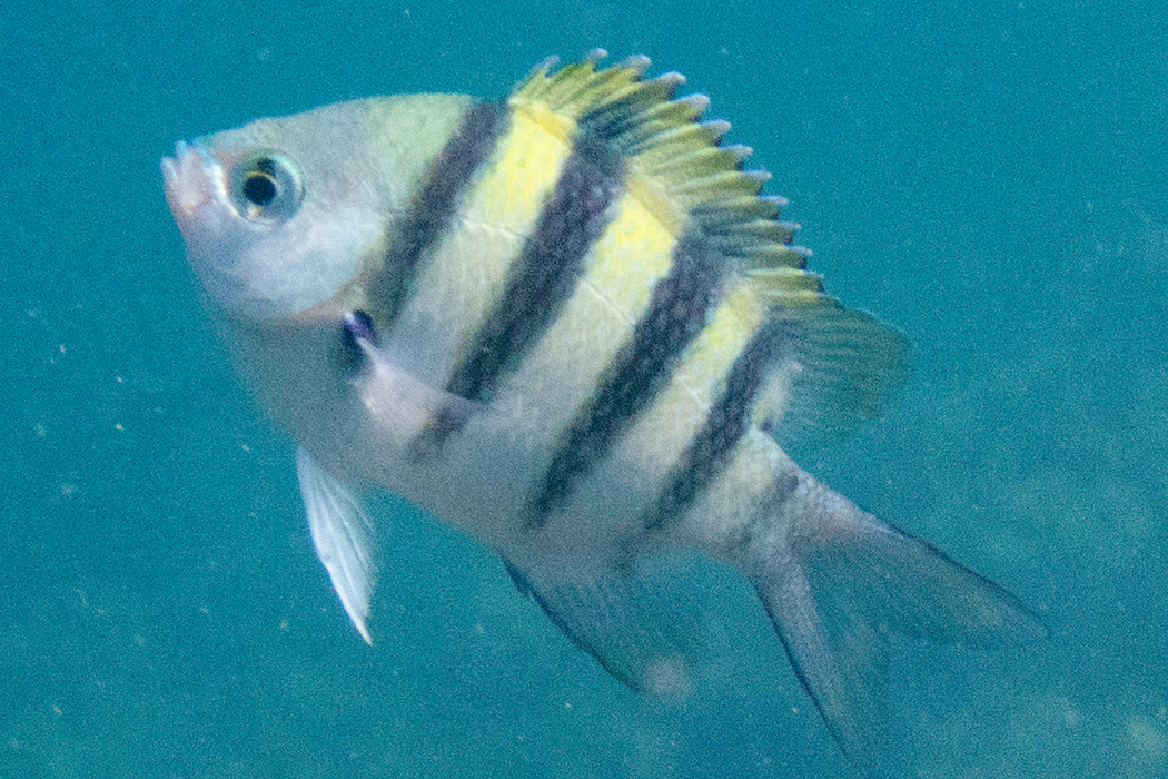 オヤビッチャのページ