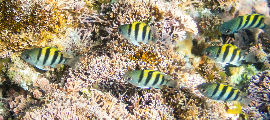 オヤビッチャの写真