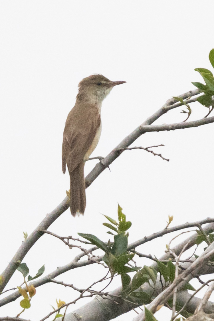 オオヨシキリの画像