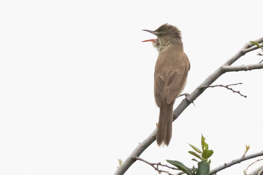 オオヨシキリのページ