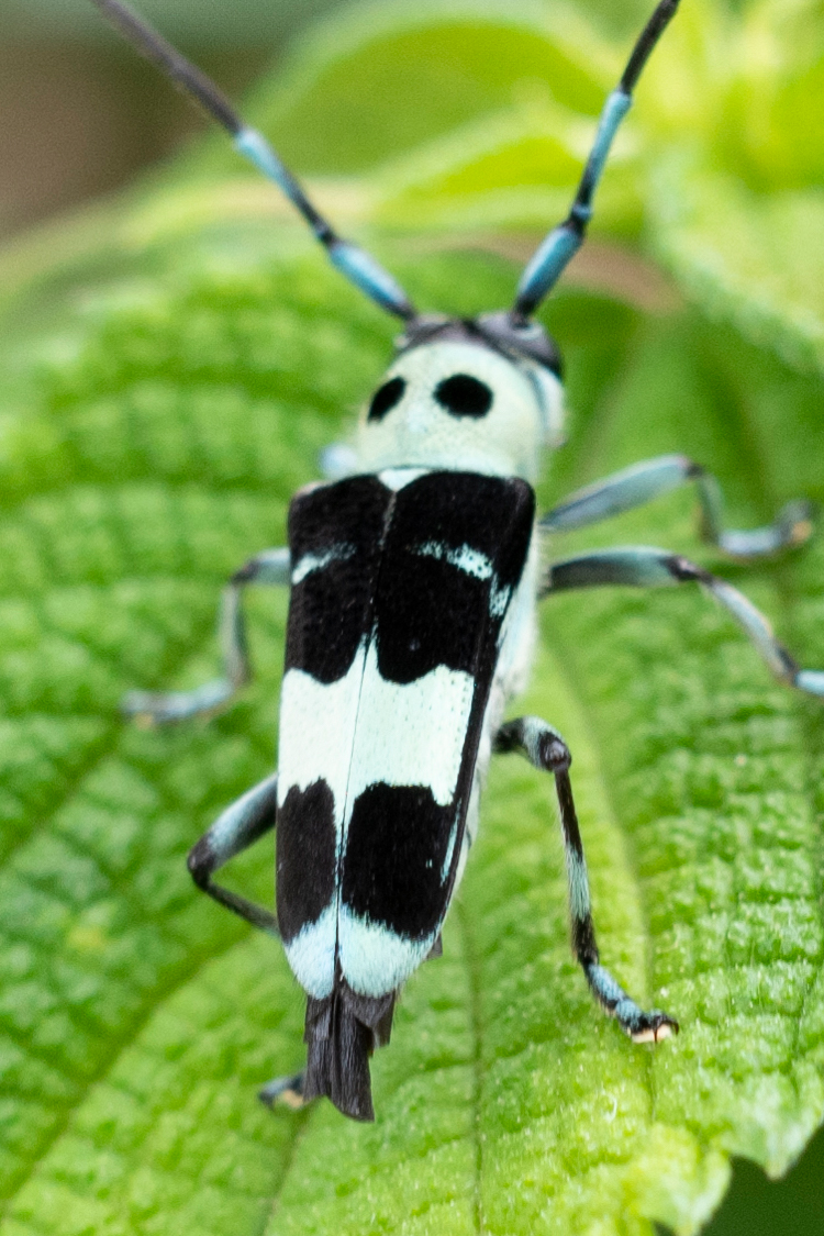 ラミーカミキリの画像