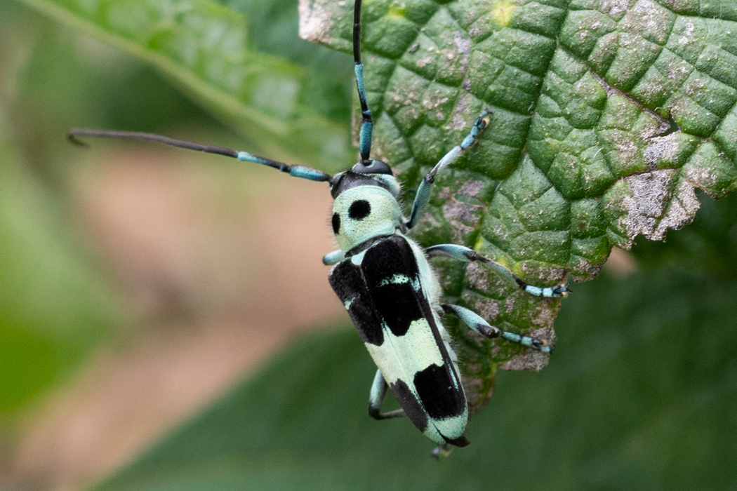 ラミーカミキリのページ