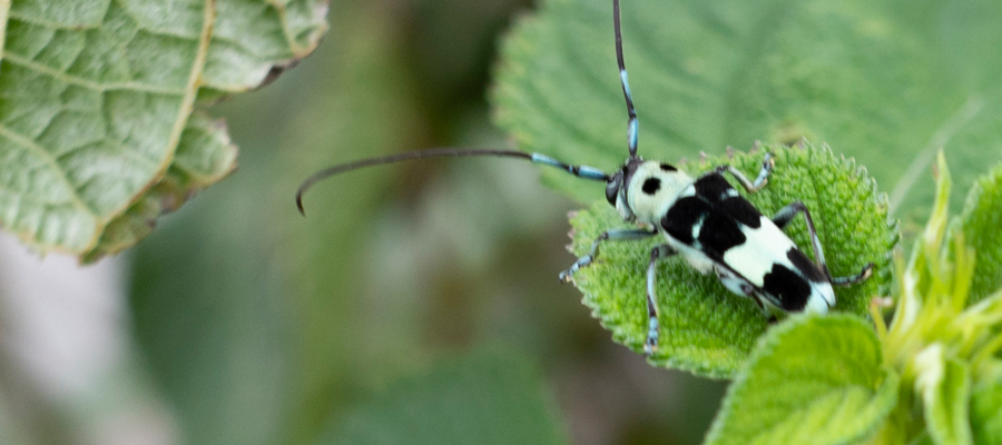 ラミーカミキリの写真