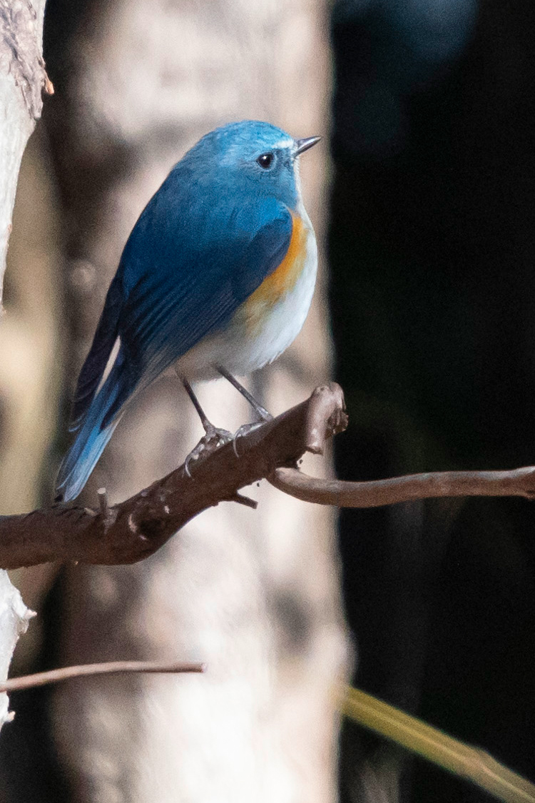 ルリビタキの画像