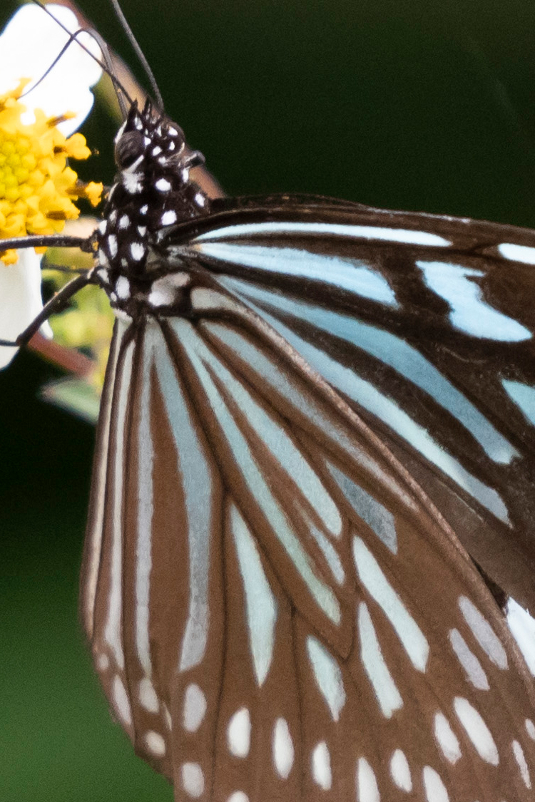 リュウキュウアサギマダラの画像