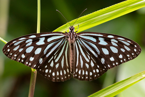 リュウキュウアサギマダラ