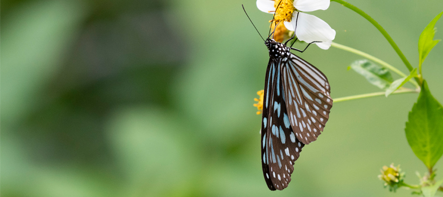 リュウキュウアサギマダラの写真