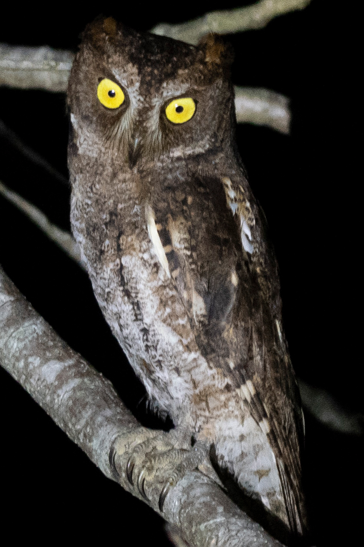 リュウキュウコノハズクの画像