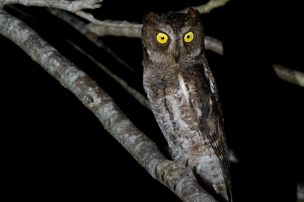 リュウキュウコノハズクのページ