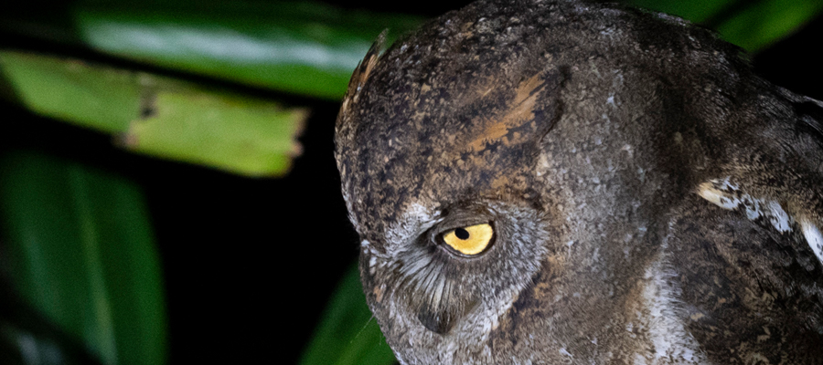リュウキュウコノハズクの写真