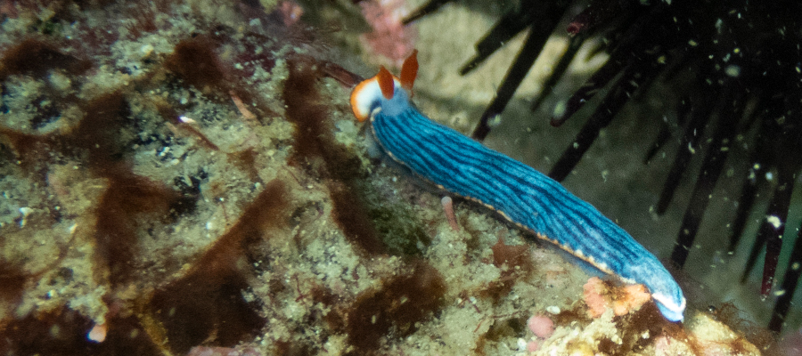 サメジマオトメウミウシの写真