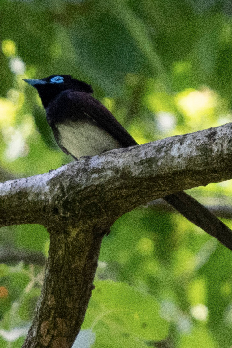 サンコウチョウの画像