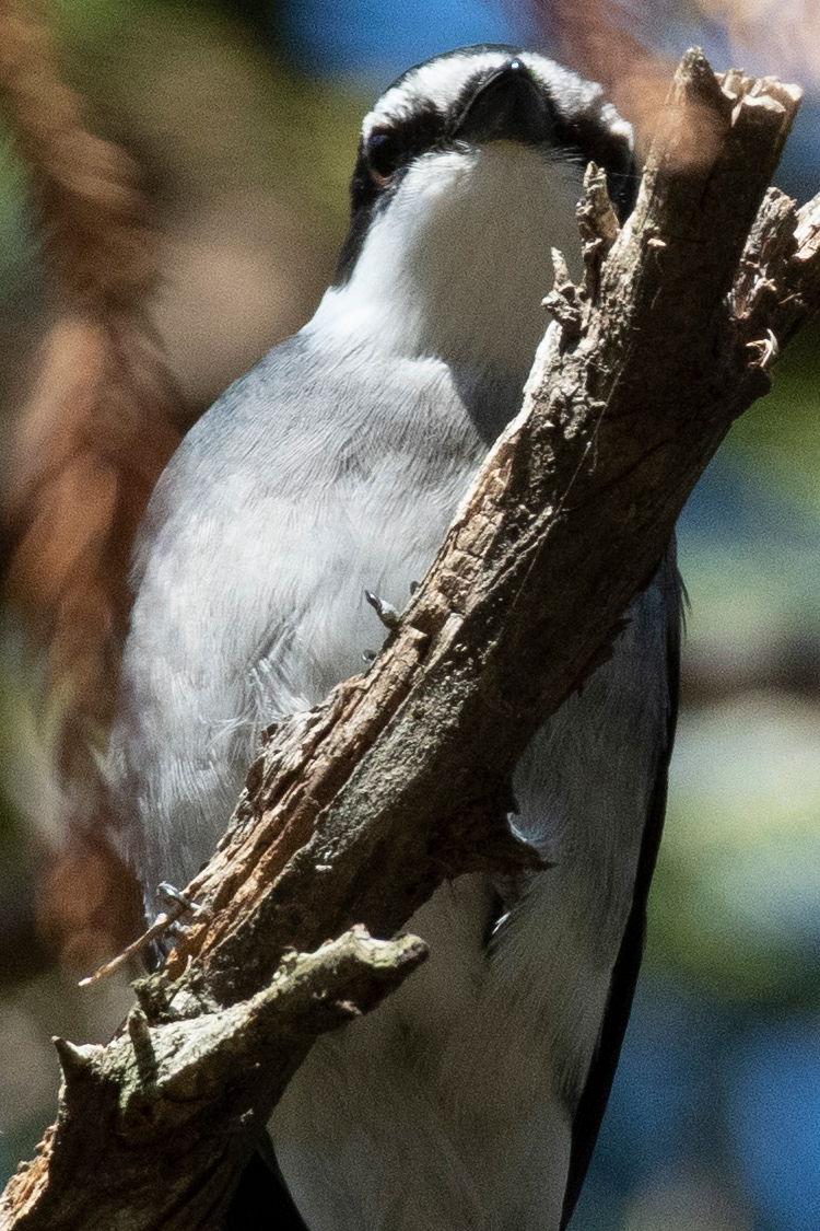 サンショウクイの画像