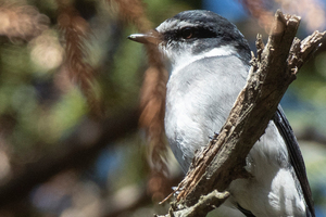 サンショウクイの色