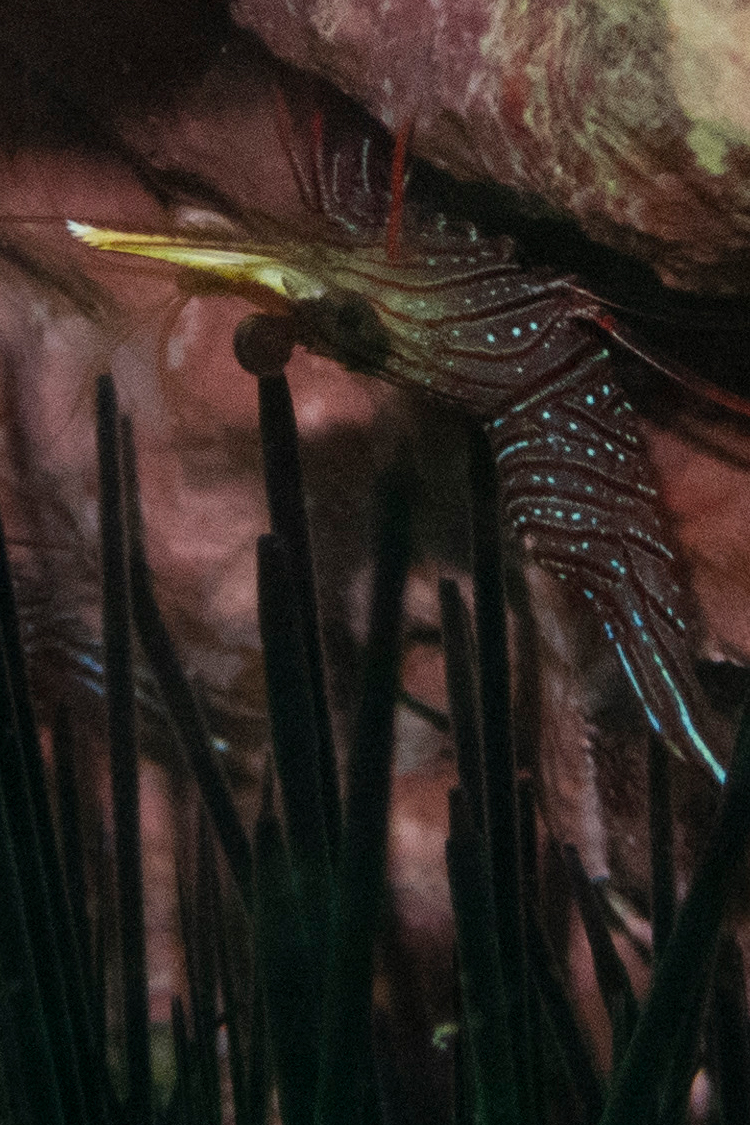 サラサエビの画像