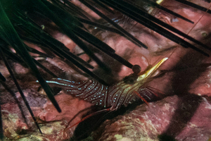 サラサエビの色