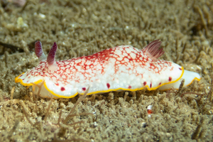 サラサウミウシの色