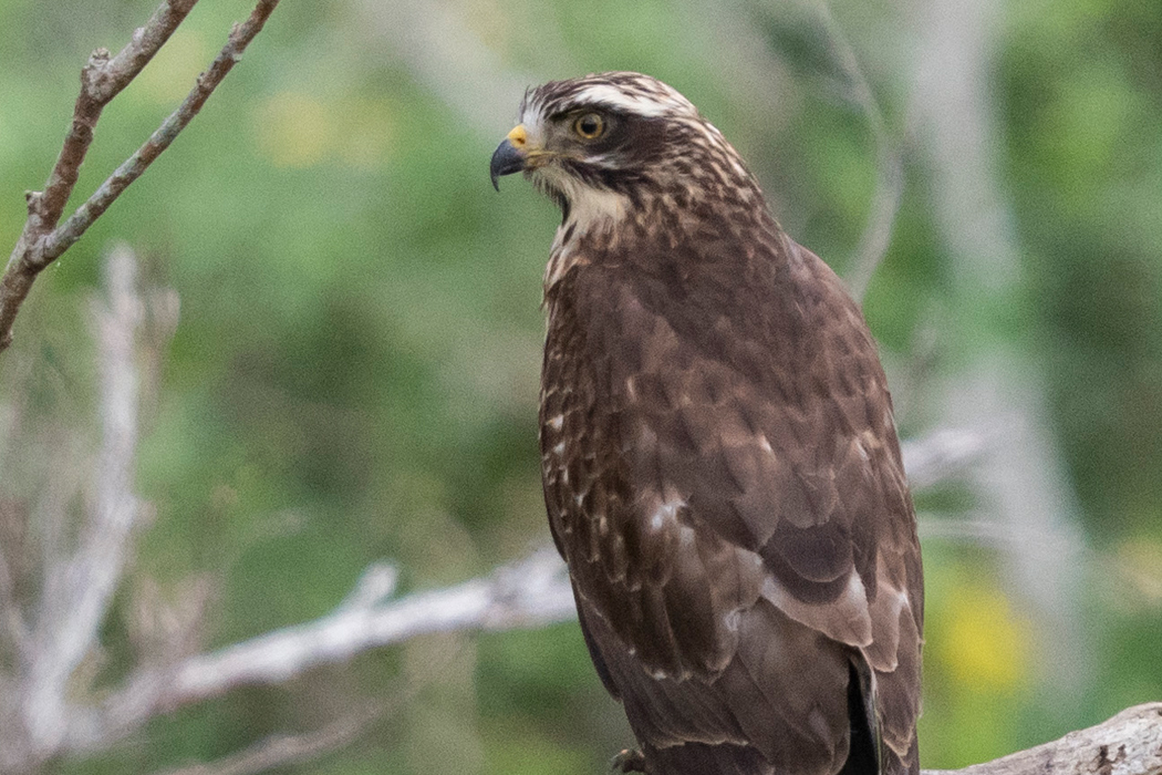 サシバのページ