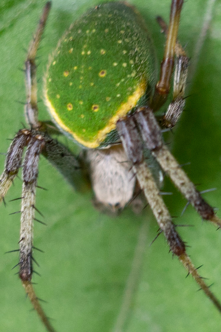 サツマノミダマシの画像